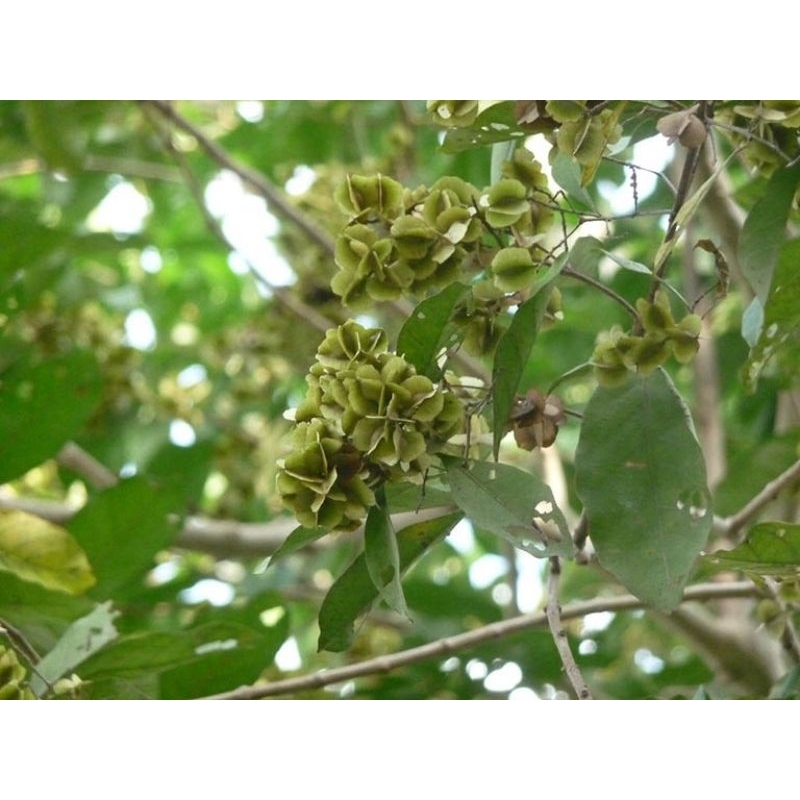 1kg Thân lá cây Trâm Bầu tươi