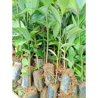 Combo 10 cây cây quế giống bầu rễ ổn định