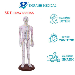 Mô hình mô tả đường kinh và huyệt vị cơ thể người- mô hình châm cứu- mô hình y khoa