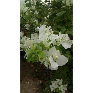 Cây Hoa Giấy Đủ Màu- tặng kèm phân bón