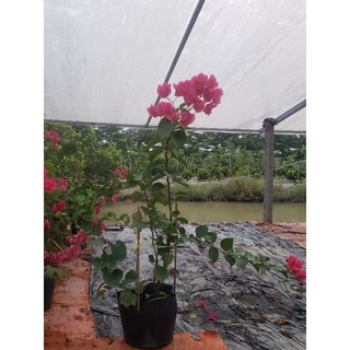 Cây Hoa Giấy Đủ Màu- tặng kèm phân bón