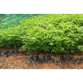 Cây giống sưa- sưa gố đỏ cao 35-55cm- mua 10 cây tặng 1 cây