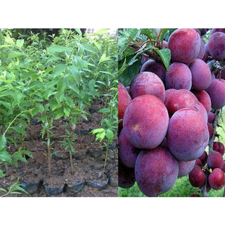 Cây giống mận tím tứ quý siêu trái