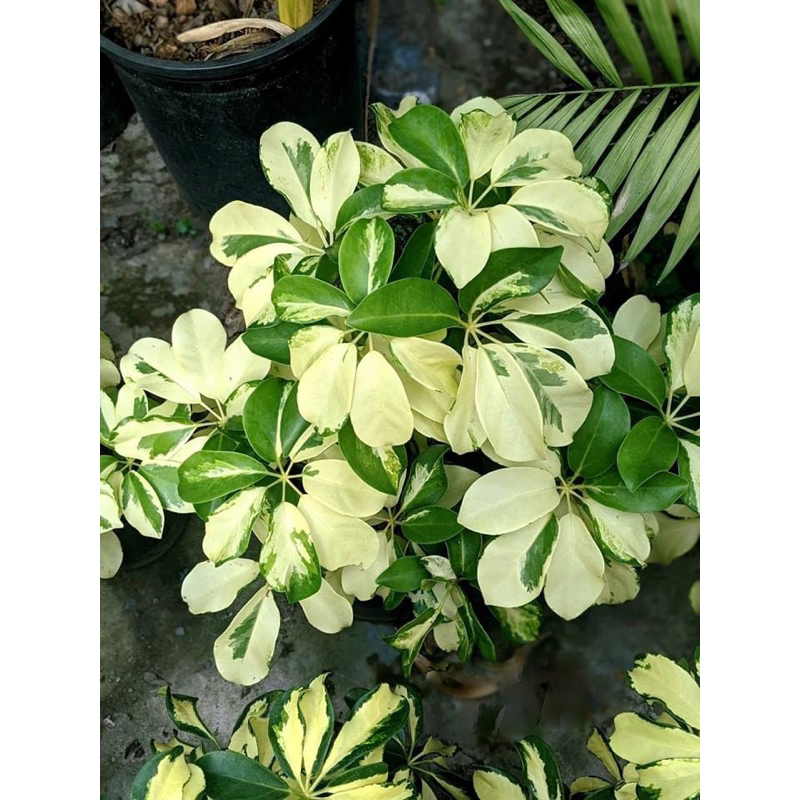 Cây ngũ gia bì cẩm thạch