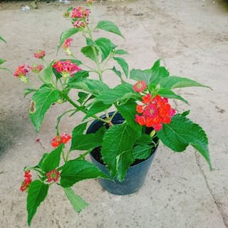 Cây Ngũ Sắc Đỏ (Trâm Ổi Đỏ)