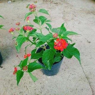 Cây Ngũ Sắc Đỏ (Trâm Ổi Đỏ)