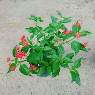 Cây Ngũ Sắc Đỏ (Trâm Ổi Đỏ)