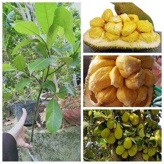 Cây giống mít tố nữ siêu quả + siêu ngọt. + siêu sớm