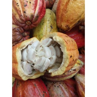 Combo 5kg ca cao trái tươi