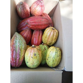 combo 5kg ca cao trái tươi