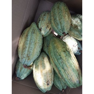 combo 5kg ca cao trái tươi