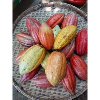 combo 5kg ca cao trái tươi