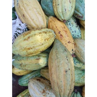 combo 5kg ca cao trái tươi