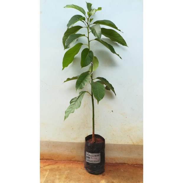 Cây giống bơ 034