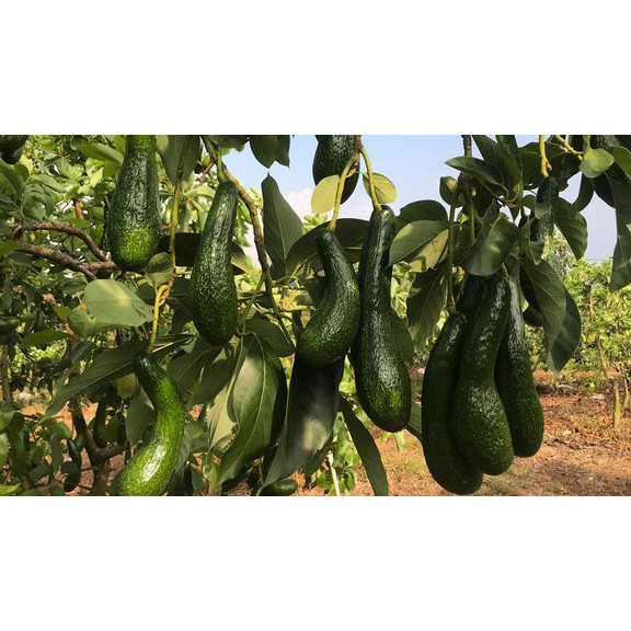 Cây giống bơ 034