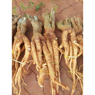 củ đinh lăng tươi 2kg