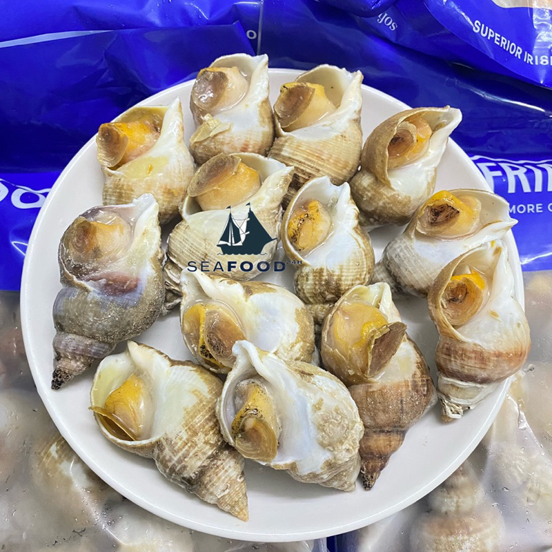 Ốc Bulot Sofrima size 20-30 con/kg, hàng chuẩn chất lượng, thịt ốc ngon và sạch cát.