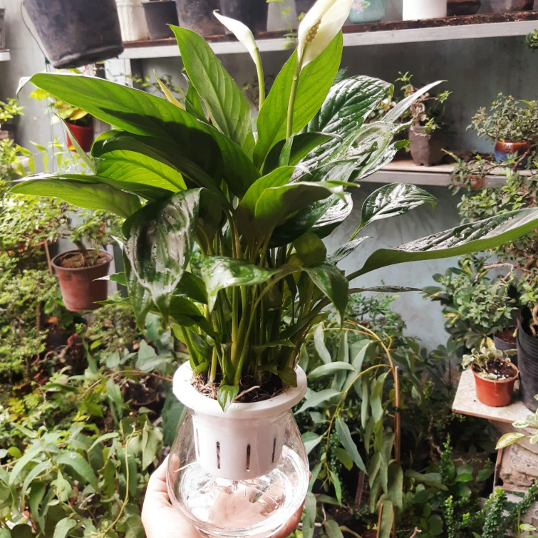 Lan ý THỦY SINH  để bàn