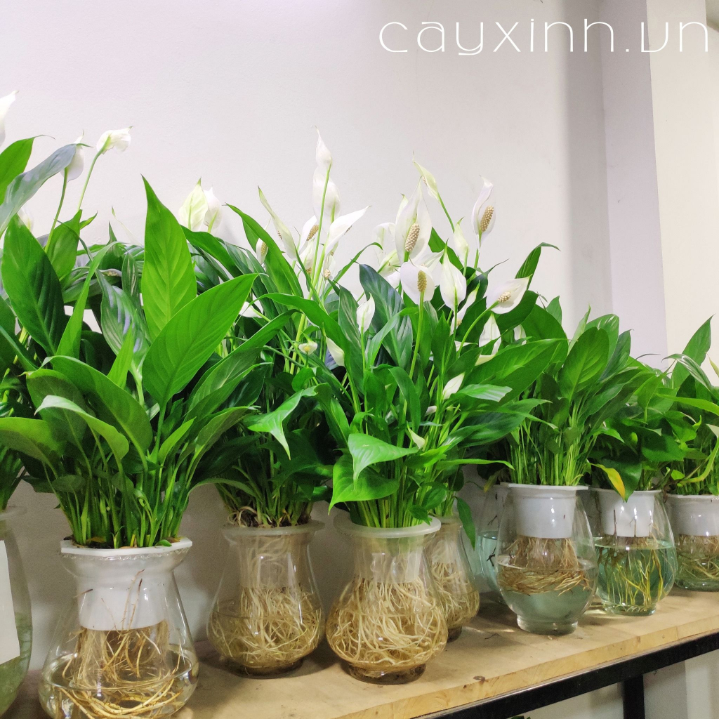 Lan ý THỦY SINH  để bàn