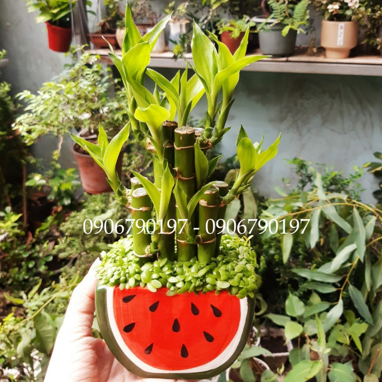 Trúc phát tài - cỏ may mắn