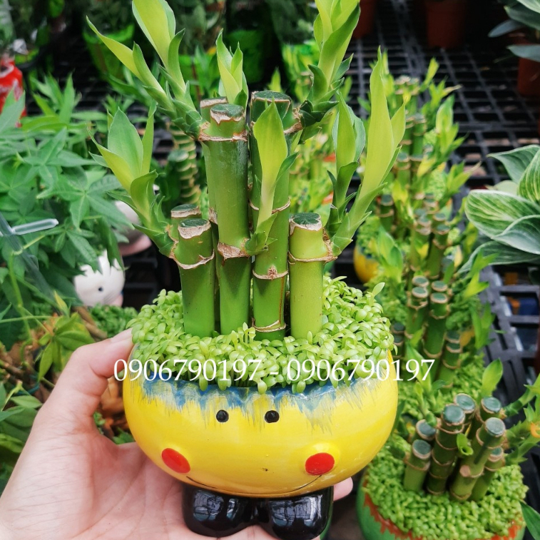 Trúc phát tài - cỏ may mắn