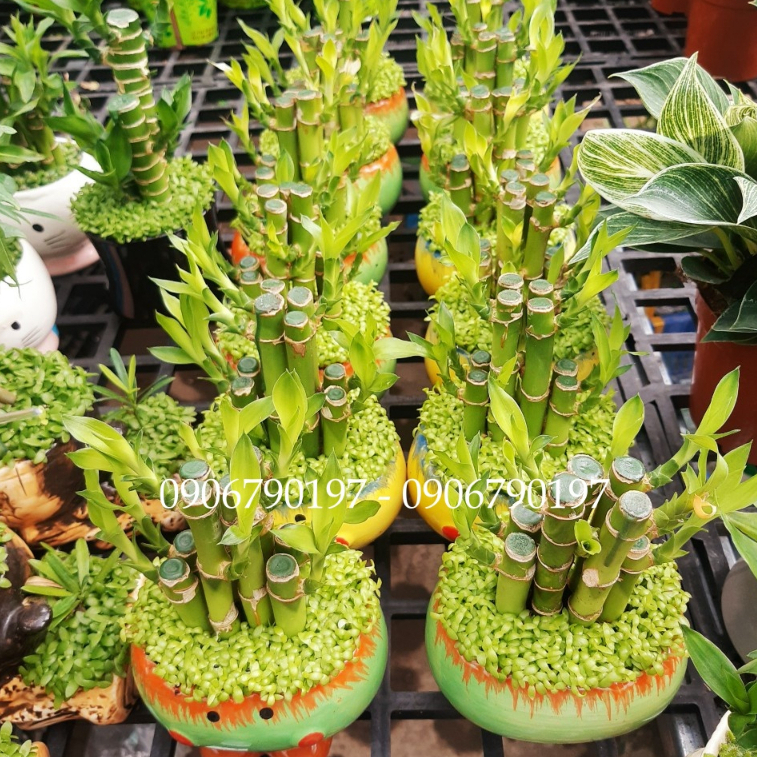 Trúc phát tài - cỏ may mắn