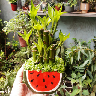 Chậu Trúc phát tài - cỏ may mắn