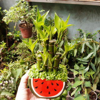 Chậu Trúc phát tài - cỏ may mắn