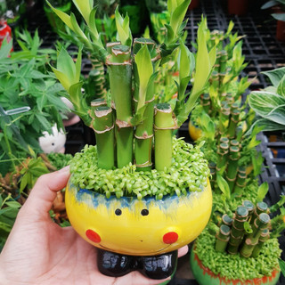 Chậu Trúc phát tài - cỏ may mắn