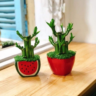 Chậu Trúc phát tài - cỏ may mắn
