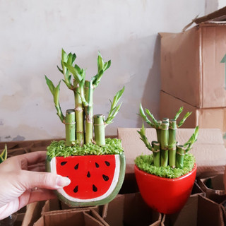 Chậu Trúc phát tài - cỏ may mắn