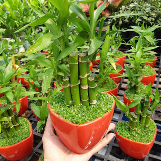 Chậu Trúc phát tài - cỏ may mắn