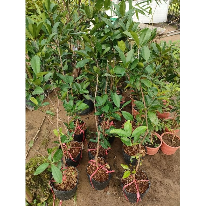 Cây cherry brazin cao 80cm