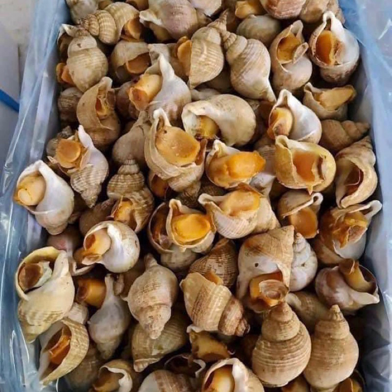 ỐC BULOT PHÁP  SIZE 20-30 con/kg. giá sỉ