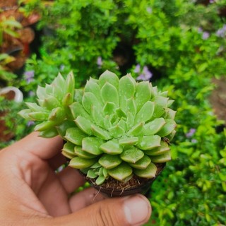 Sen đá bầu size 5-7cm-sen đá ngẫu nhiên
