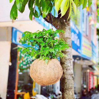 Quả Cầu xơ dừa