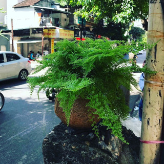 Quả Cầu xơ dừa