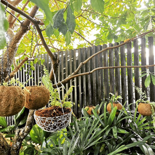 Quả Cầu xơ dừa