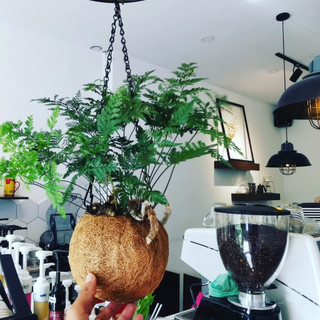Quả Cầu xơ dừa