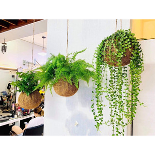 Quả Cầu xơ dừa