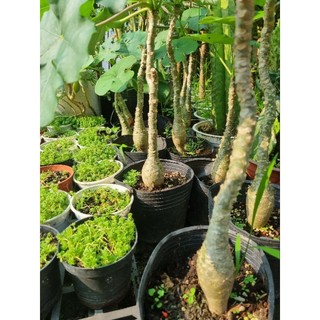 Cây ngô đồng