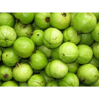 cây giống ổi bốn mùa (ổi găng, ổi đông dư).