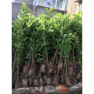 cây giống ổi bốn mùa (ổi găng, ổi đông dư).
