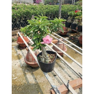 Sứ Kỳ Duyên & sứ ánh dương (cây nguyên bản .chiết cành)tặng kèm phân bón