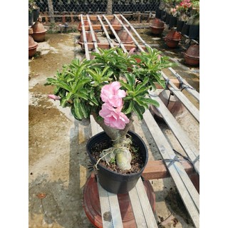 Sứ Kỳ Duyên & sứ ánh dương (cây nguyên bản .chiết cành)tặng kèm phân bón