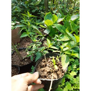 cây cẩm tím bầu rễ ổn định