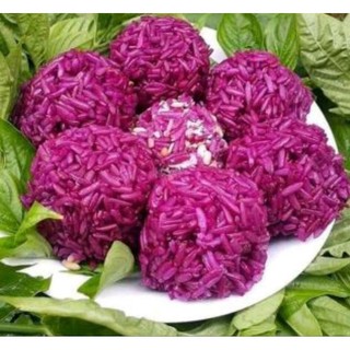cây cẩm tím bầu rễ ổn định