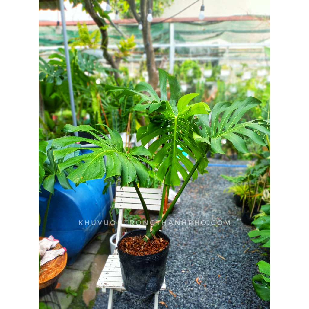 Cây trầu bà nam mỹ monstera (chỉ giao hỏa tốc HCM)