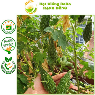 Hạt giống khổ qua rừng rado 52 - gói 1gram hạt giống rạng đông