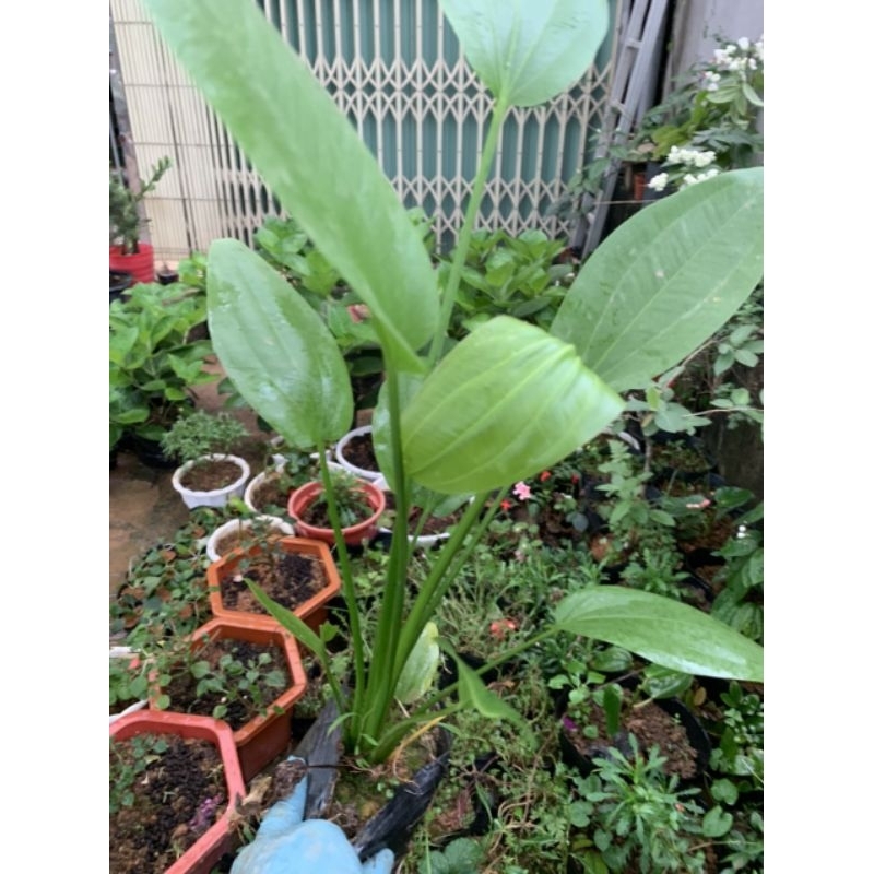 Cây hoa bách thủy tiên - lan nước